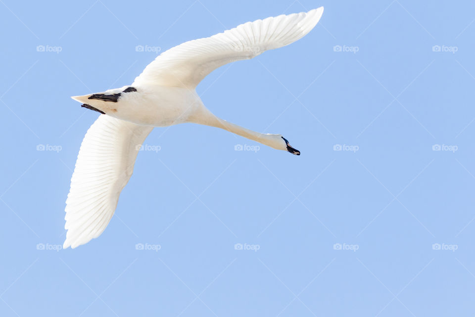 Beautiful white swan flying in the blue sky