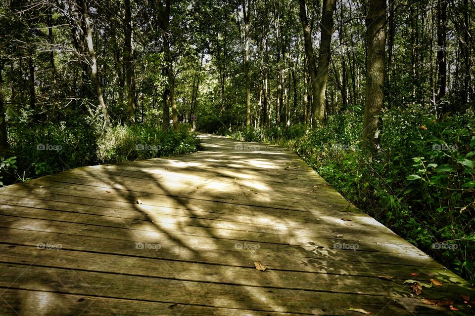 Empty footpath in forest