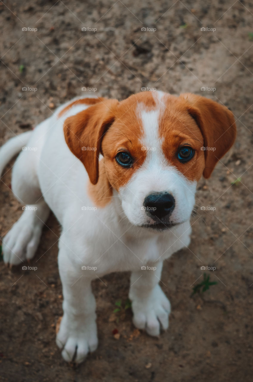 This is Scott our puppy, he is so cute