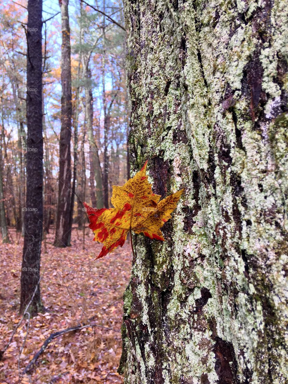 Leaf in Indian summer 