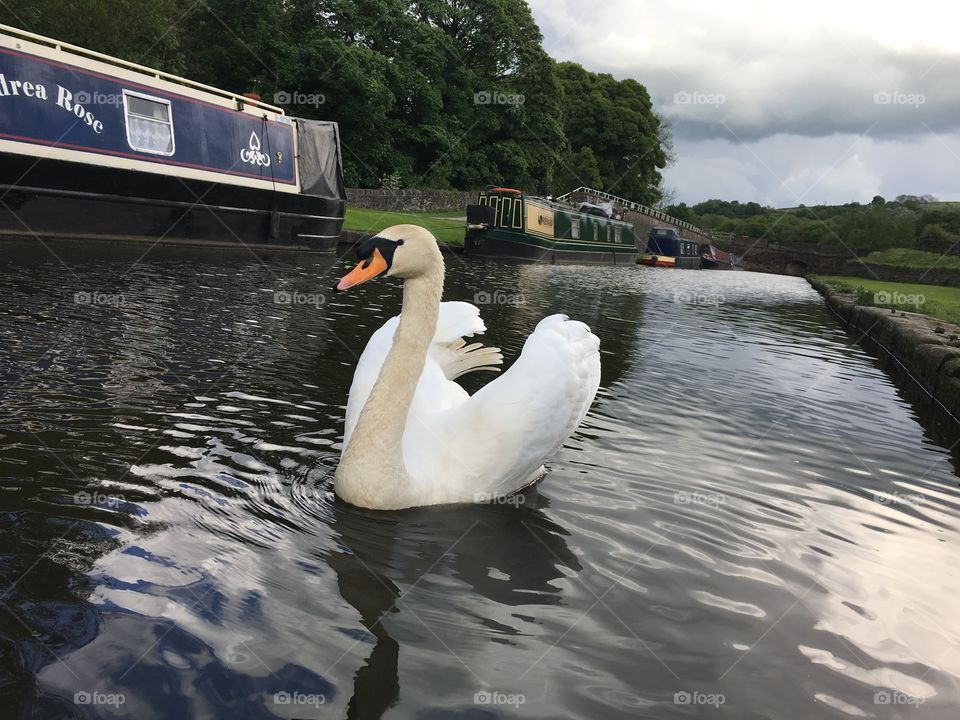 White swan on the canal