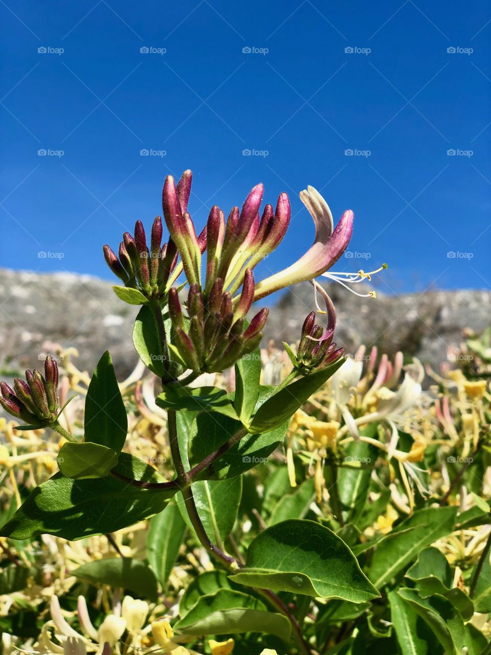 Honeysuckle rose 