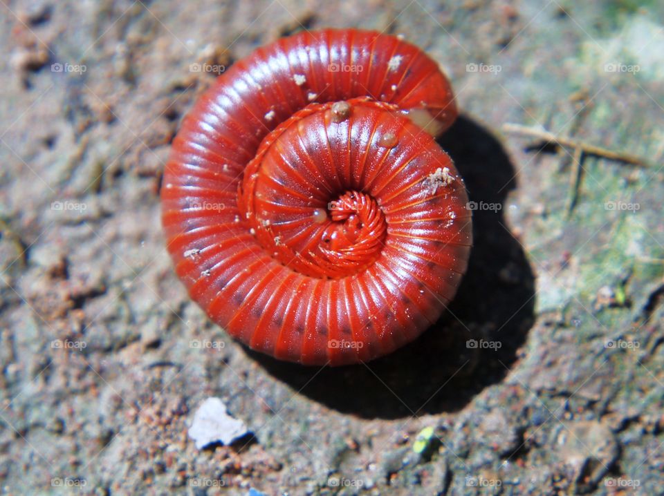 Close-up of millipede