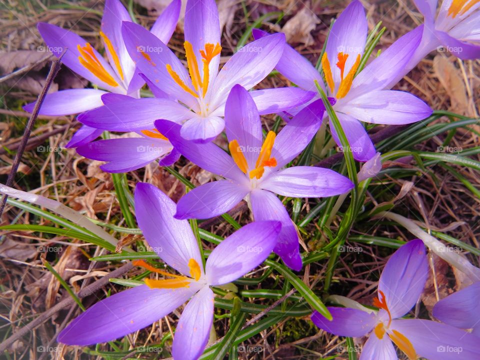 Wild growing purple crocuses.