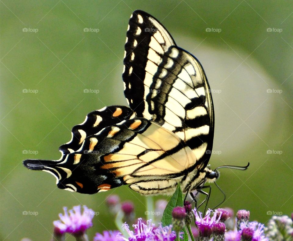 Yellow Swallowtail Butterfly close up