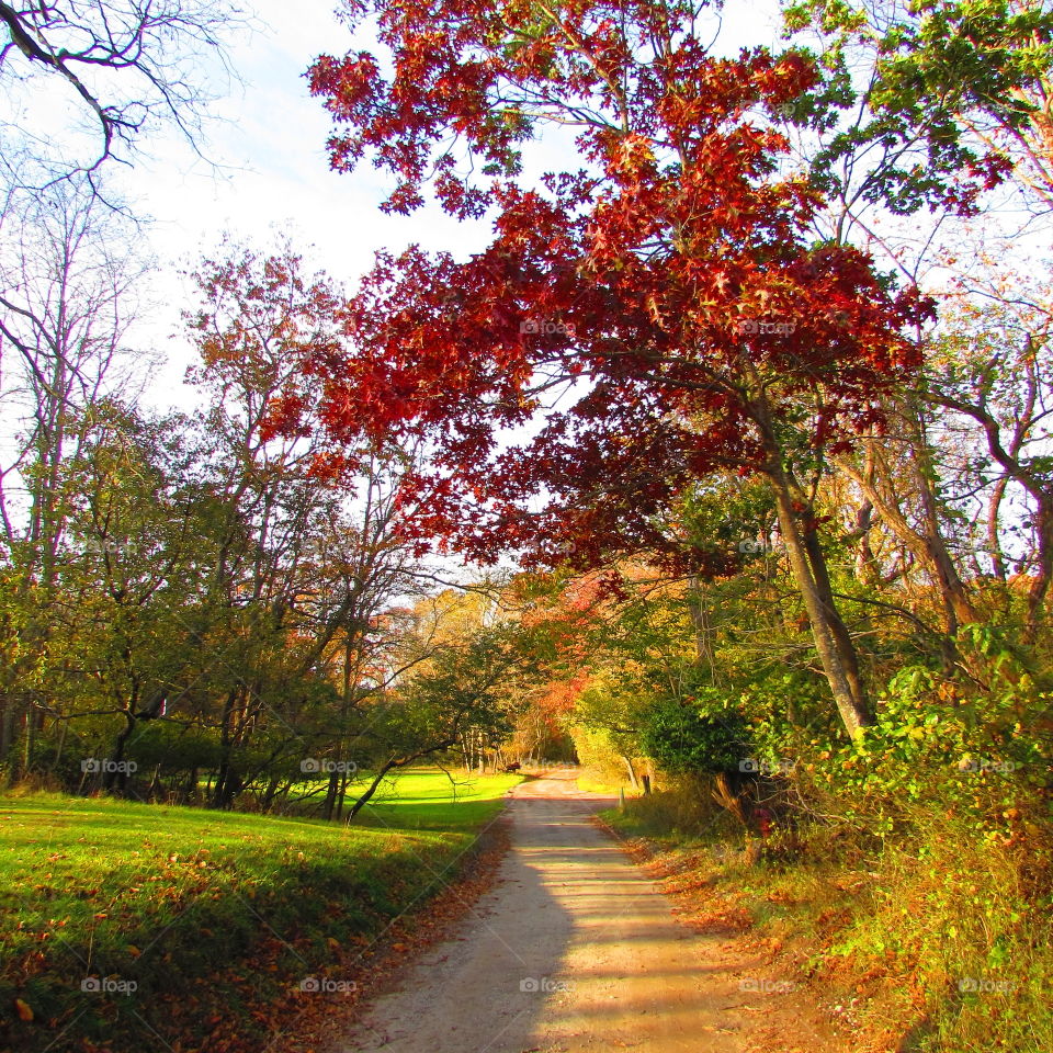 Fall, Tree, Leaf, Landscape, Wood