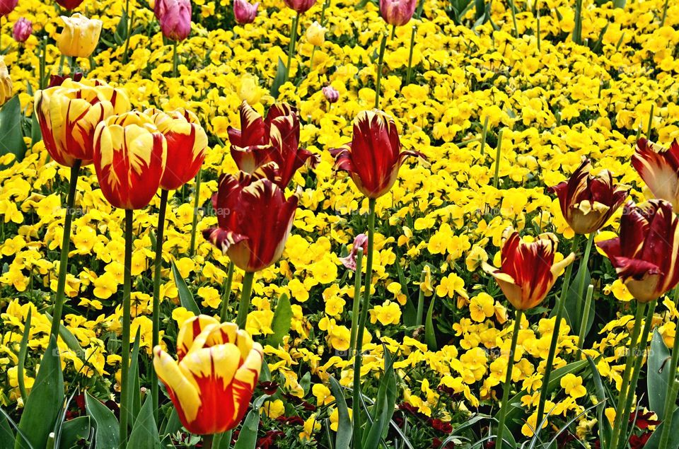 beautiful floral splendor