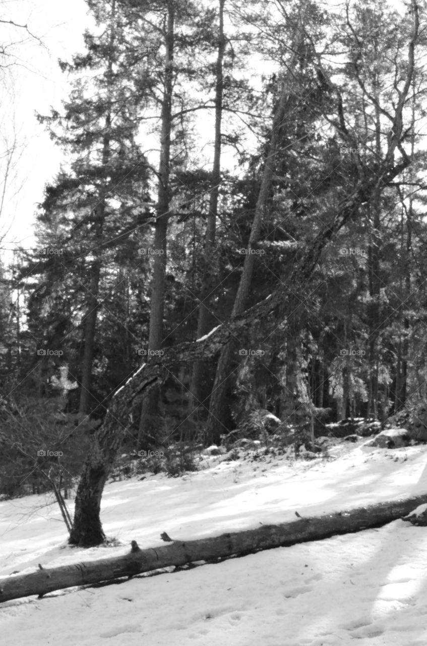 Tree, Wood, Nature, Landscape, Winter
