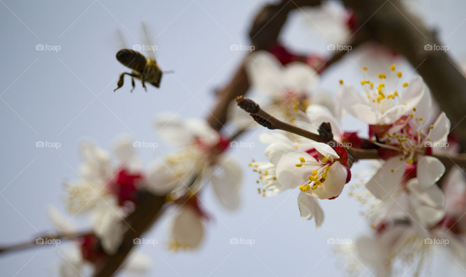 Bee on fruit tree flower with white petals