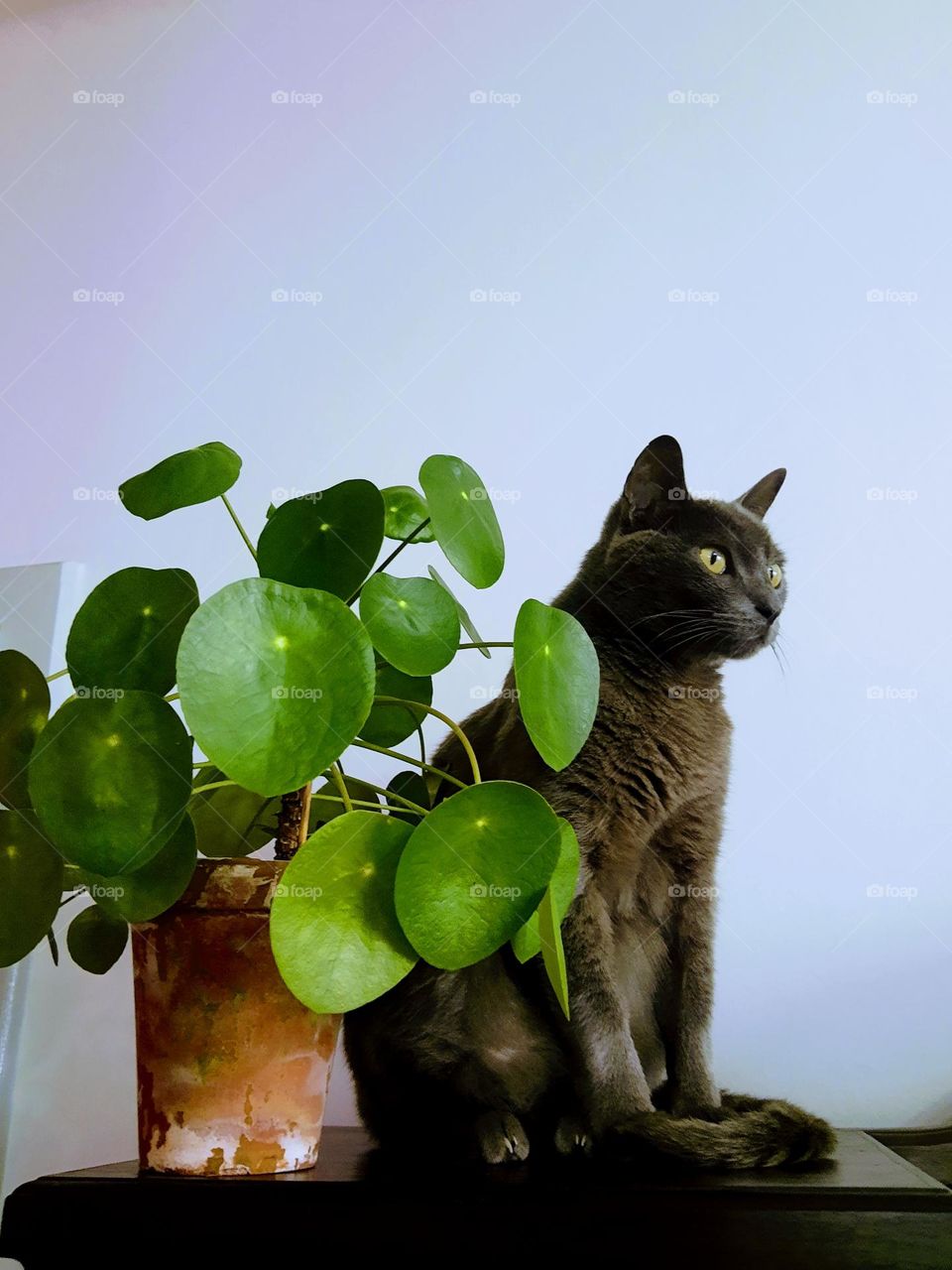 cat and a pilea plant