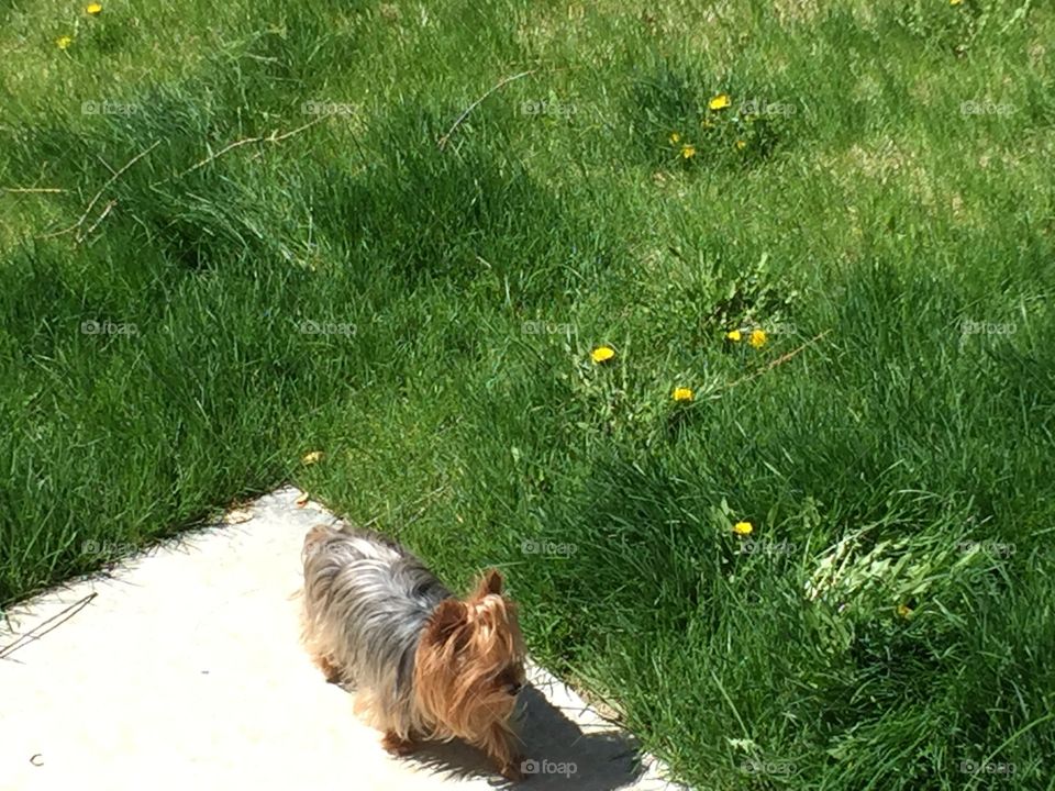 Yorkshire Terrier in the Springtime