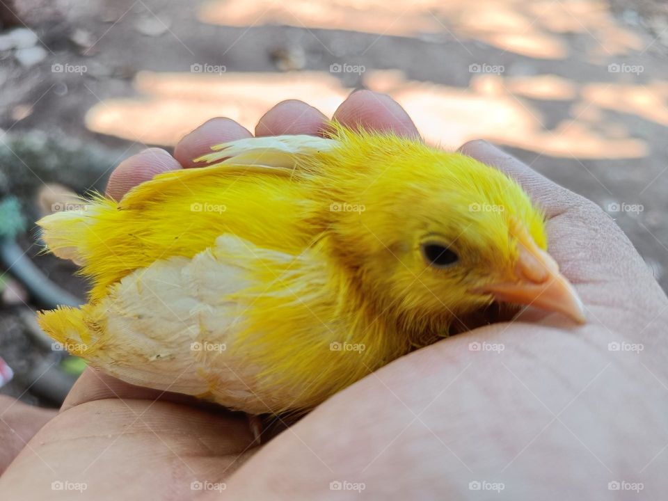Cute Chicken