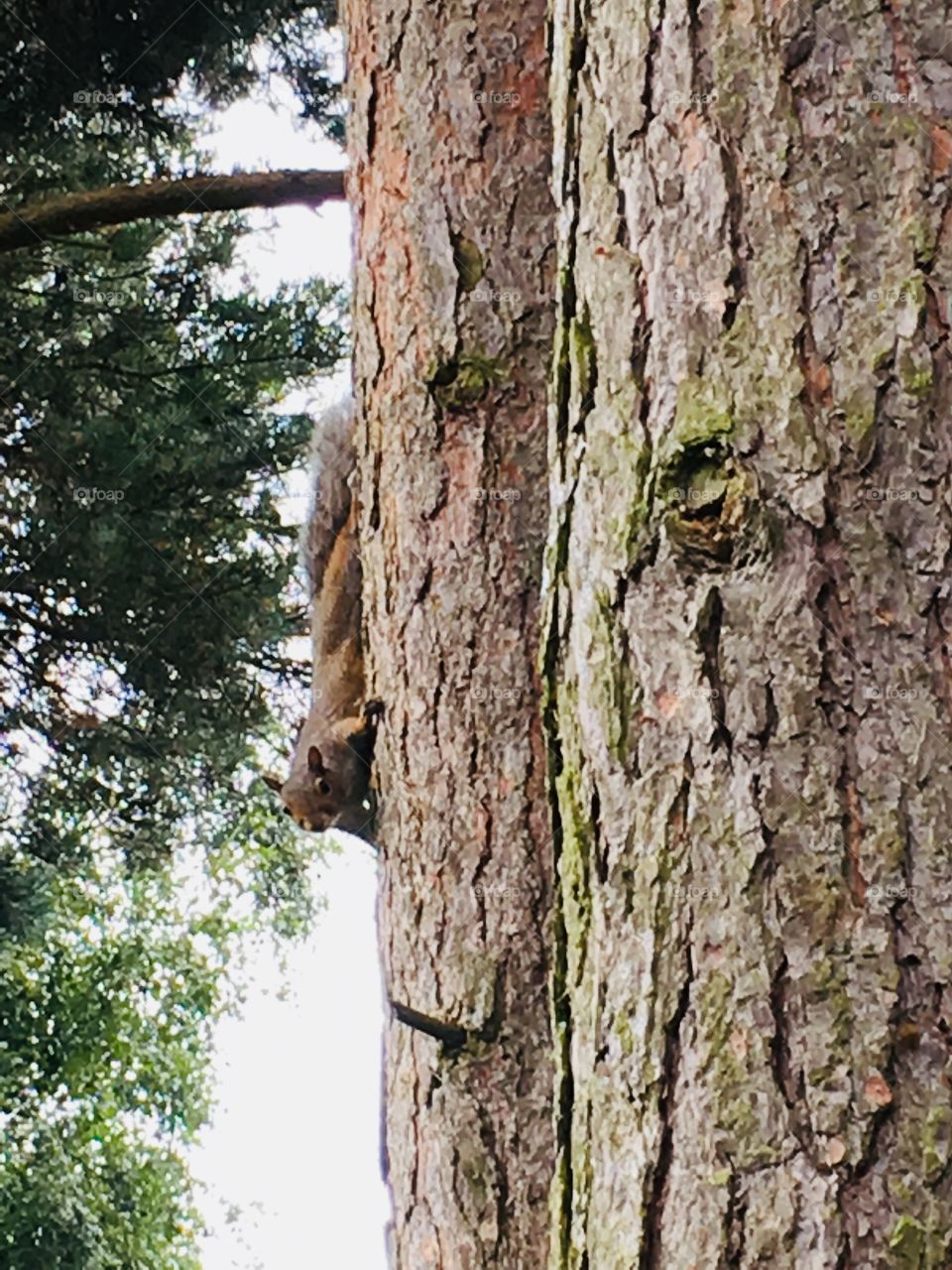 Squirrel upside down on tree bark peeping around a pine tree in my garden in England