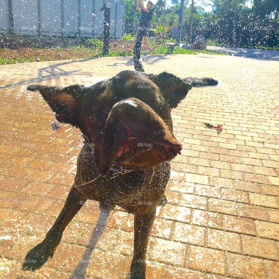 Dog splashed in water