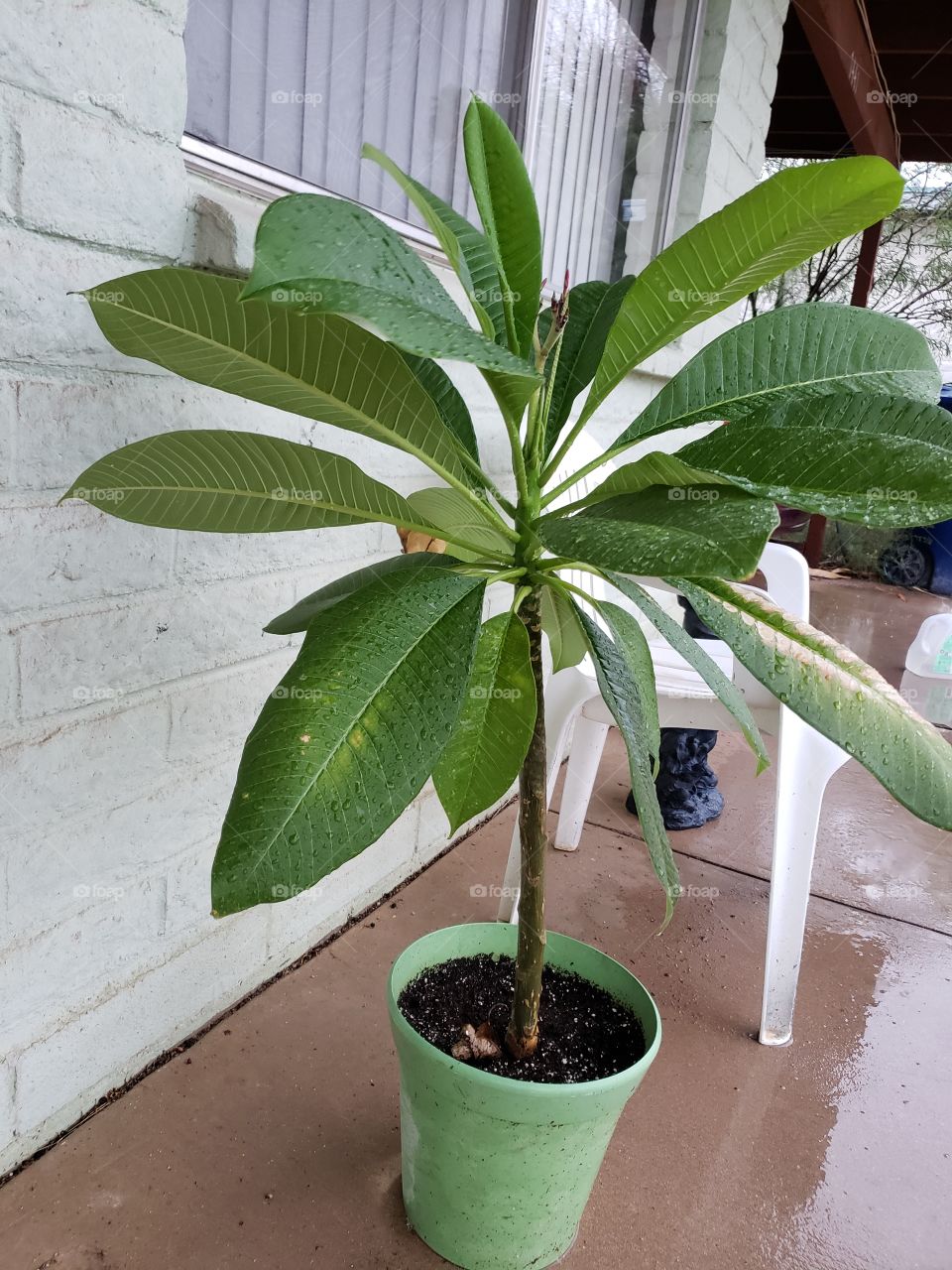 raining on my plumeria