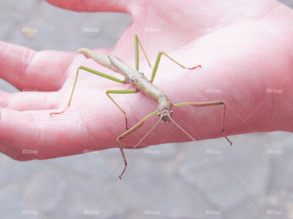 A stick insect rests on a palm, with its slender body and twitching antennae, as sunlight shines down.