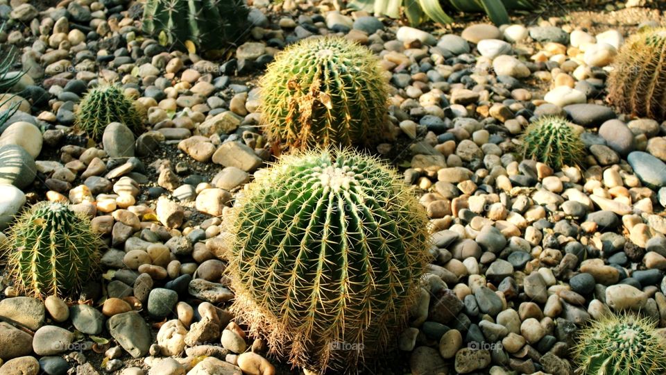 Cactus