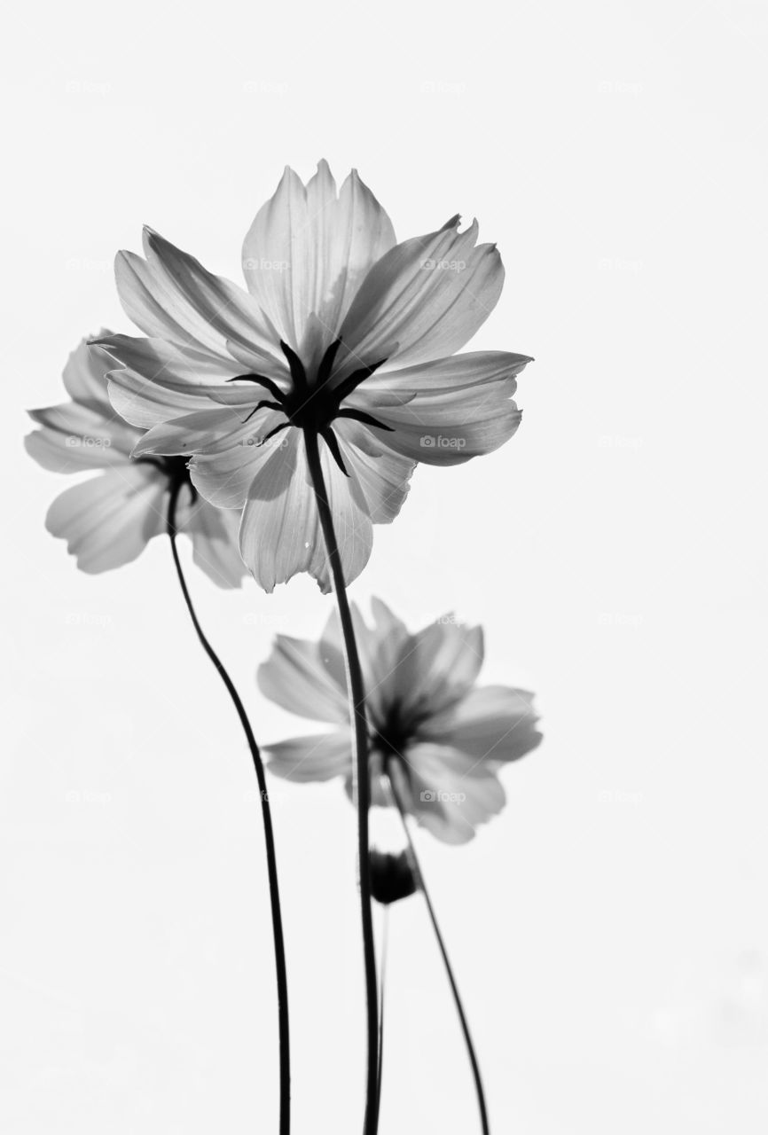 black and white cosmos