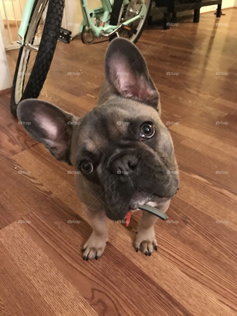 Confused frenchie 