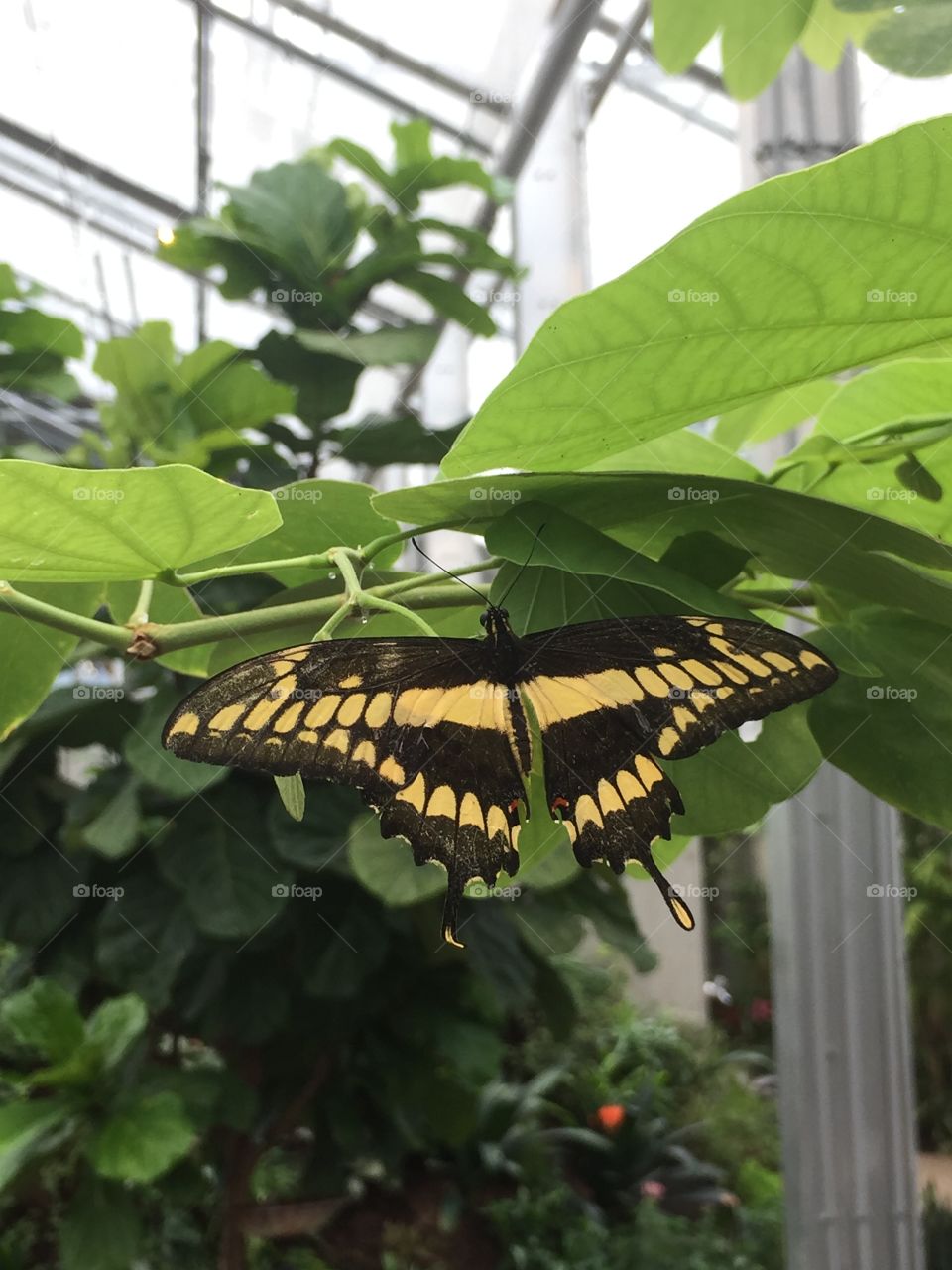 Solo Yellow and BlackButterfly, Perched Perfectly on The Tree. 