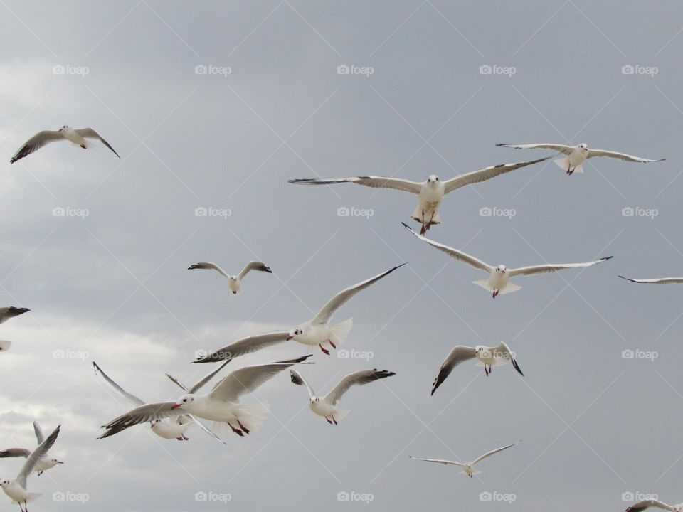 Seagulls in the sky