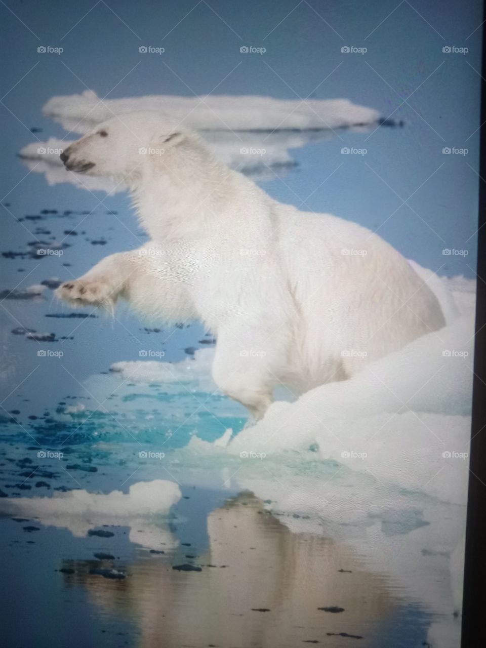 Polar Bear