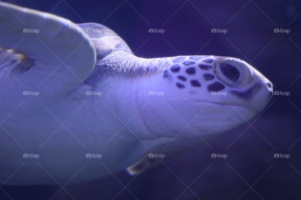 Sea turtle