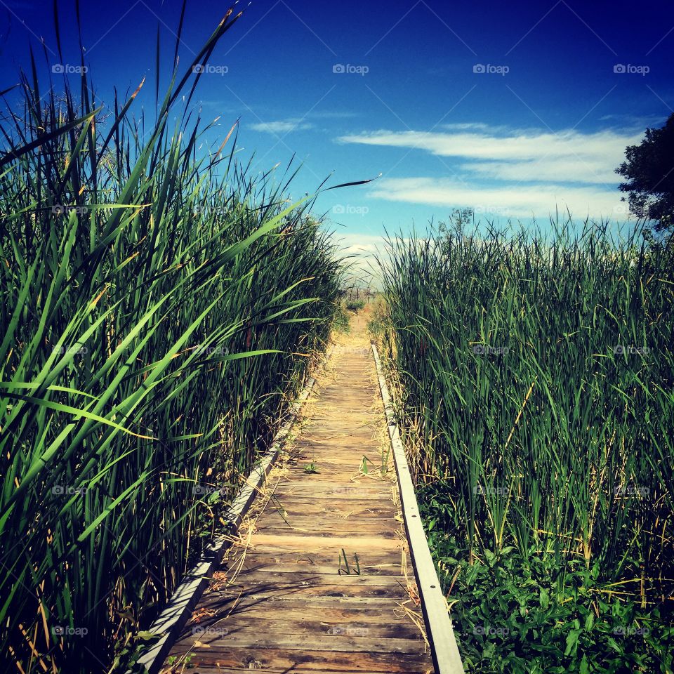 Walkway thru grasslands 