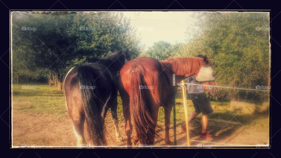 let me tell you a tale about a horse