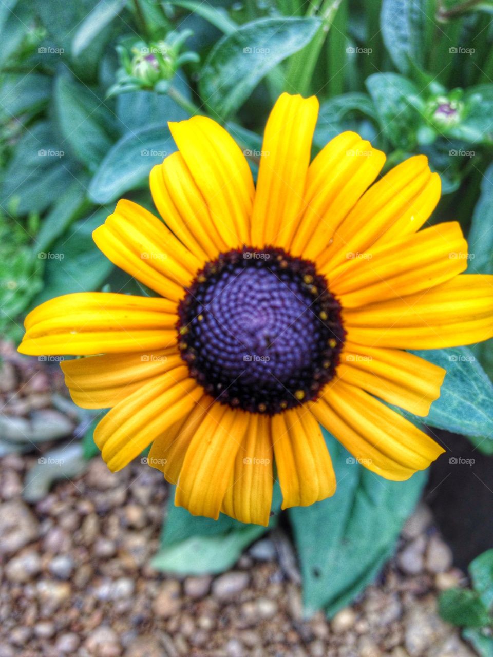 Bright and sunny. Yellow flower