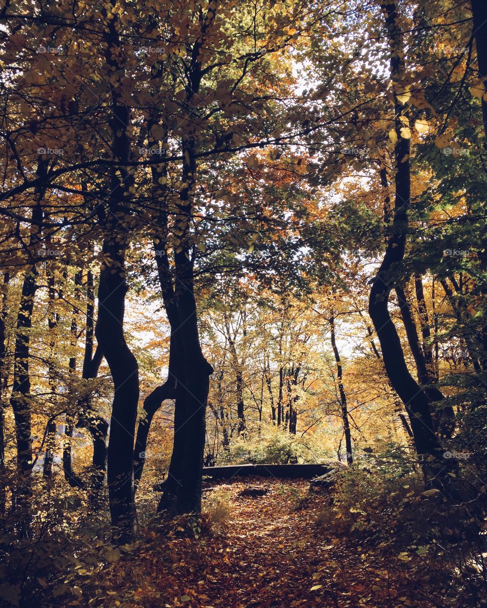 View of trees in forest