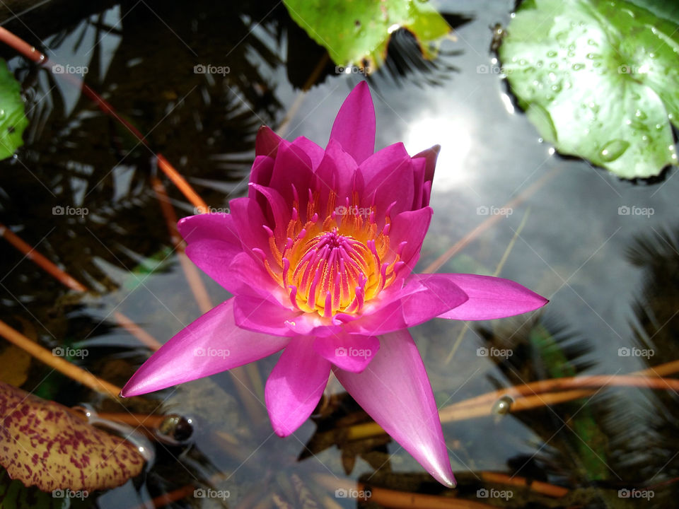 commando pink water lily
