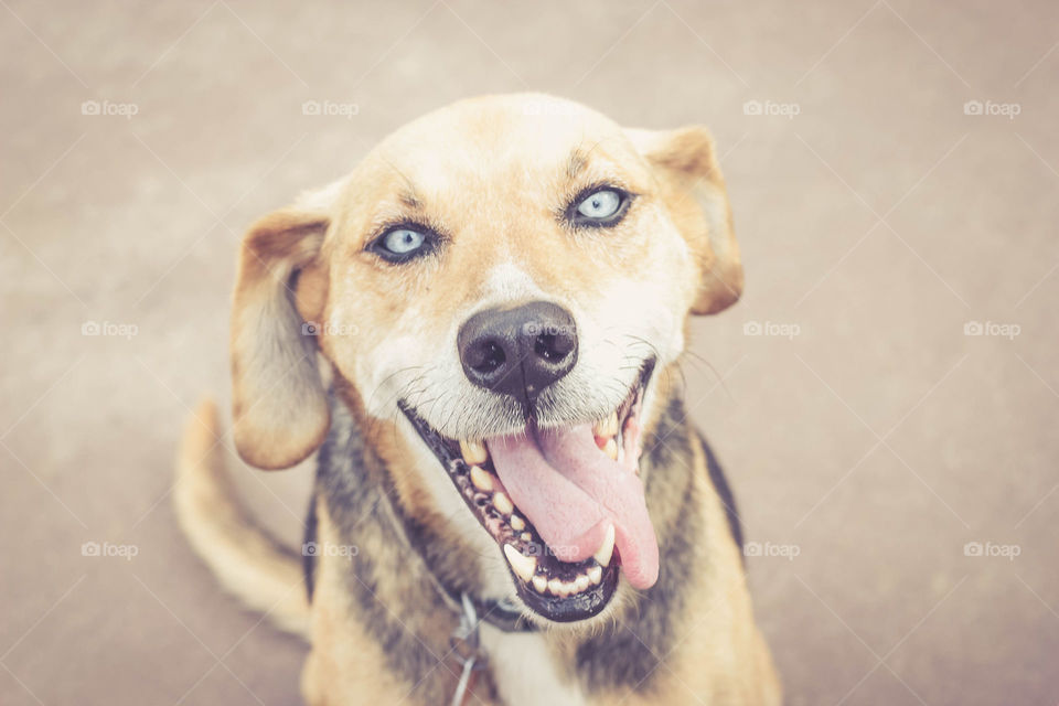Smiling dog with blue eyes and tongue out 