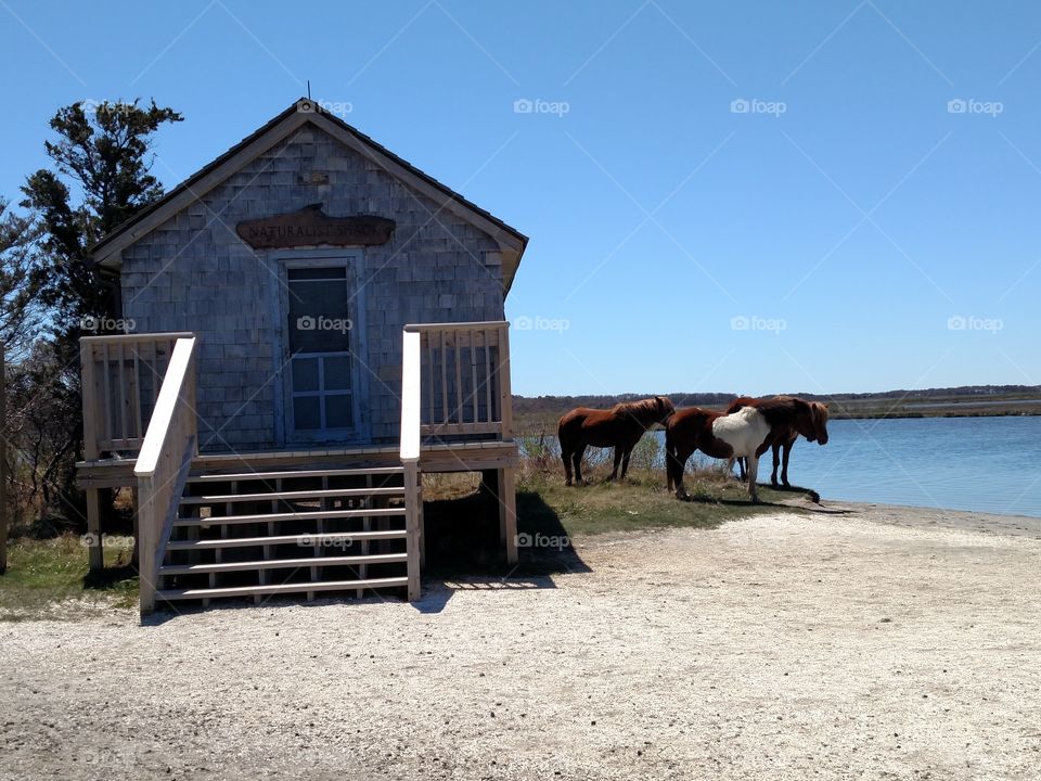 Assateague Island wild horses