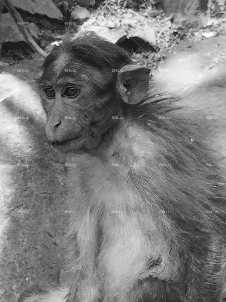 Little monkey looking......amazing 