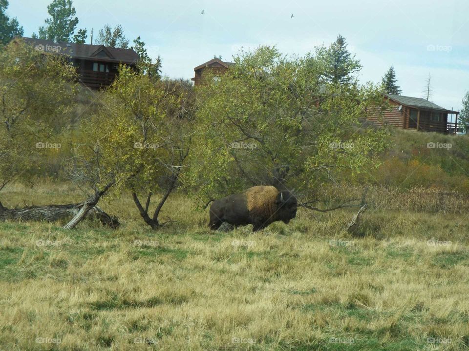 Buffalo