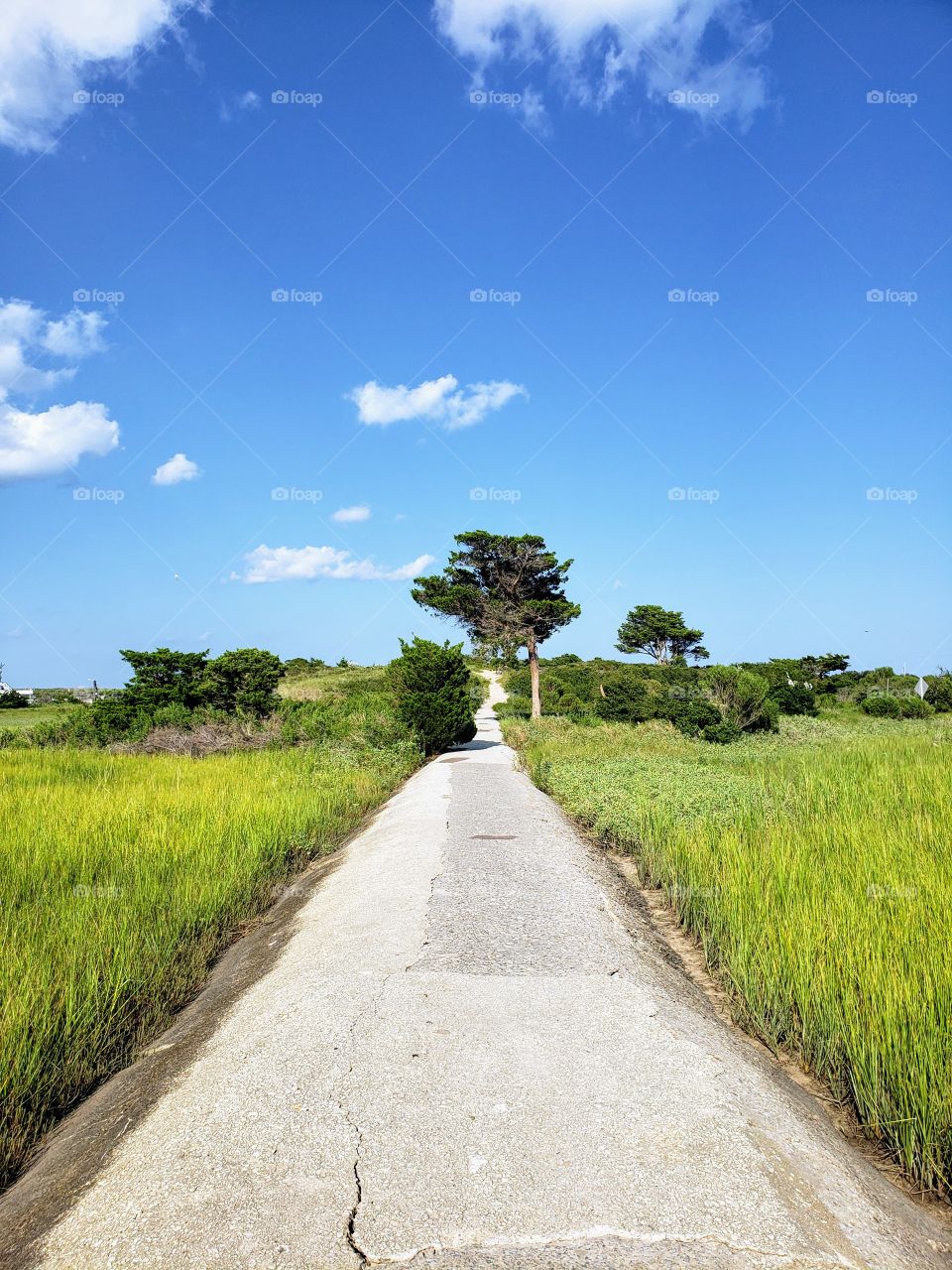 Straight on shot up a path that eventually leads to the ocean, with beautiful tall grass on either side and a nice looking tree slightly right of the path. The picture is meant to slowly draw your attention up the path to the tree.