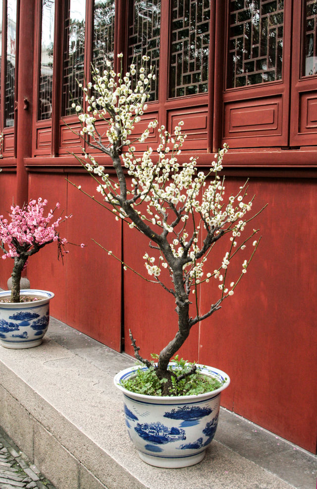 bonsai