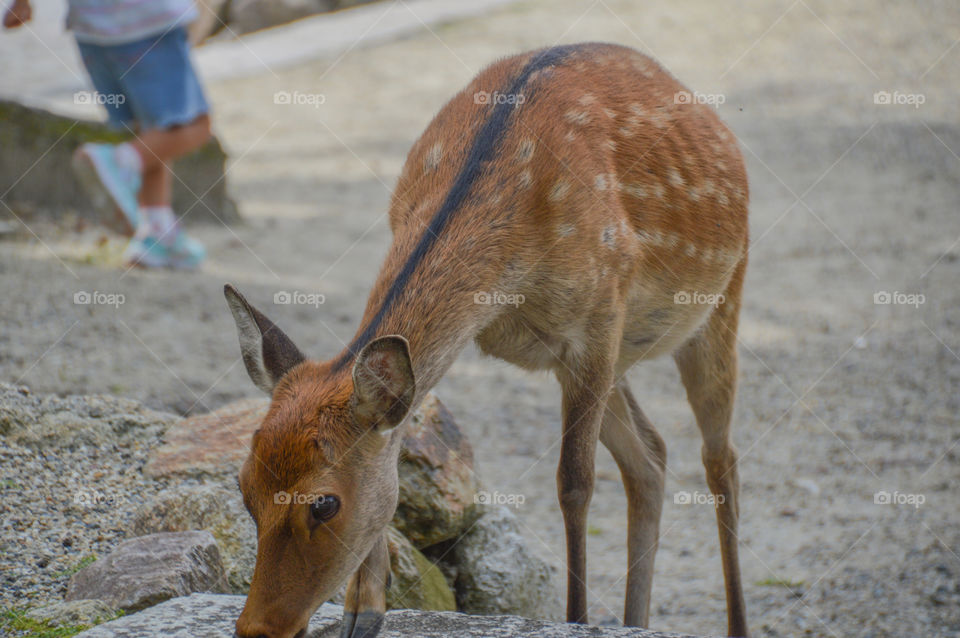 Japanese Deer At Nara Park Japan