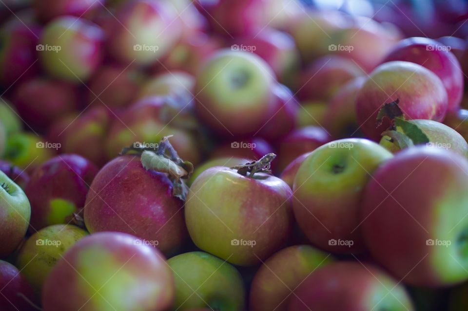 Fall Apples in Canada 