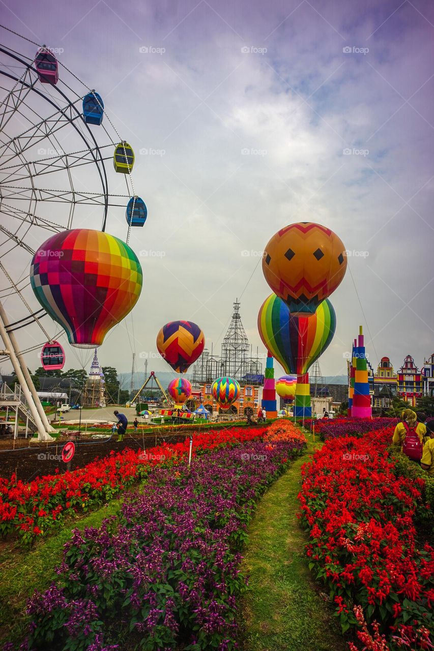 new celosia from indonesia