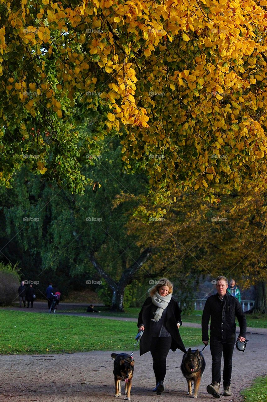 Tree, Fall, Leaf, Outdoors, No Person