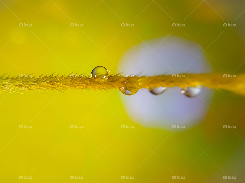 Water drops after rain on the grass macro photo
