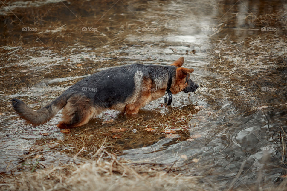 German shepherd young male dog walking outdoor at spring day