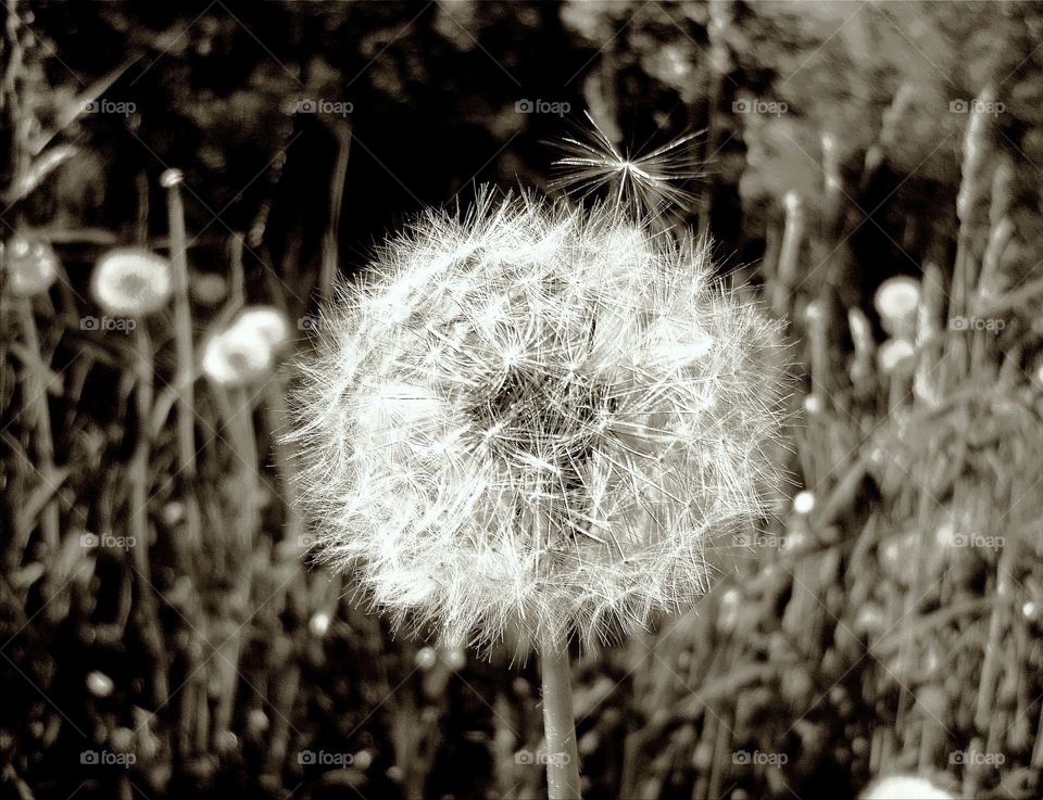 Dandelion, Nature, Flower, Flora, Summer