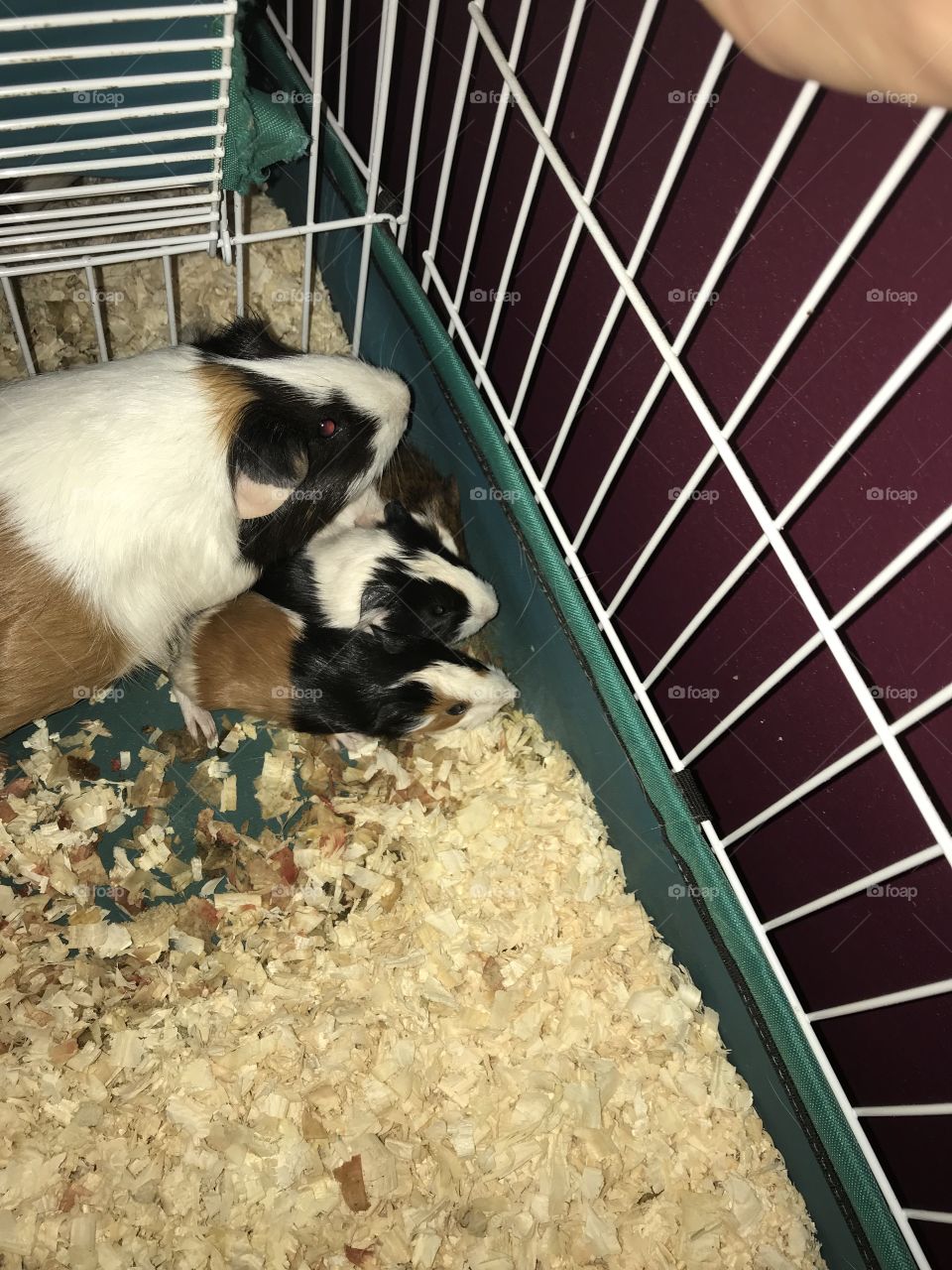 The birth of three beautiful guinea pigs. Nothing compares to the amount of love in this picture. 