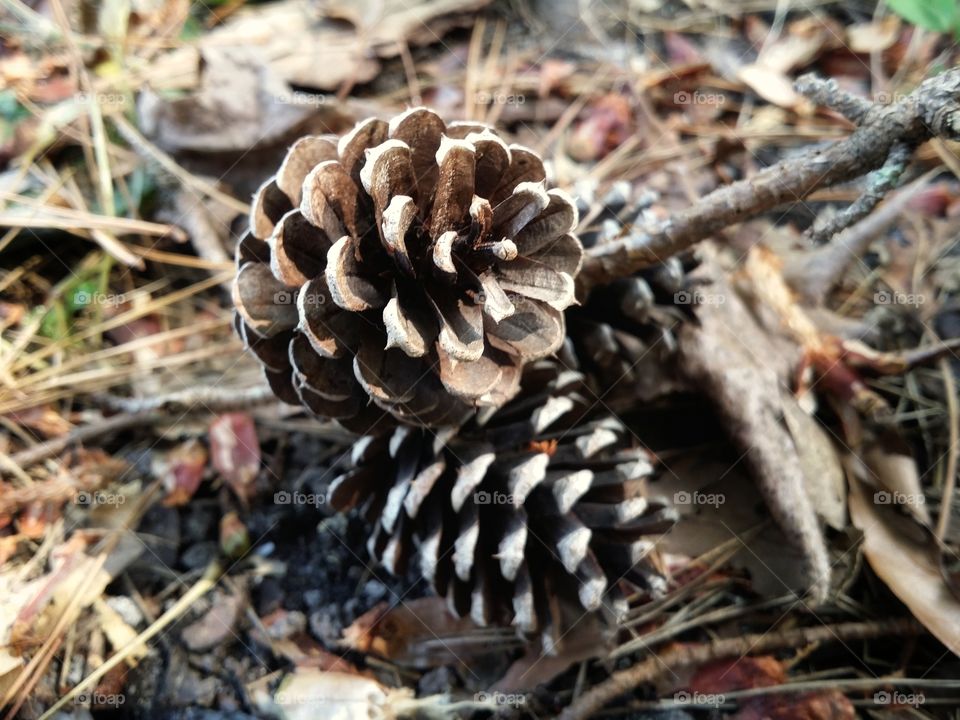 Pinecone in Nature