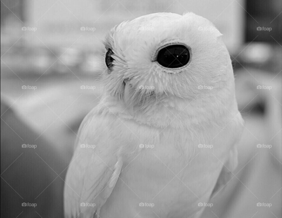 Rare white Screech Owl possibly the only one of her color type.
