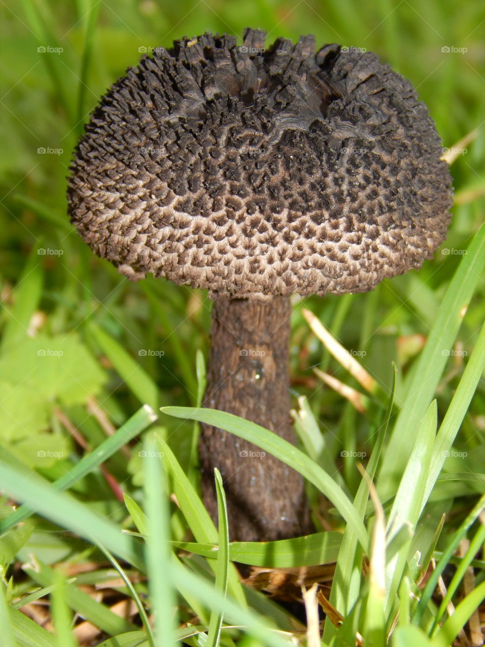 Black mushroom in green grass
