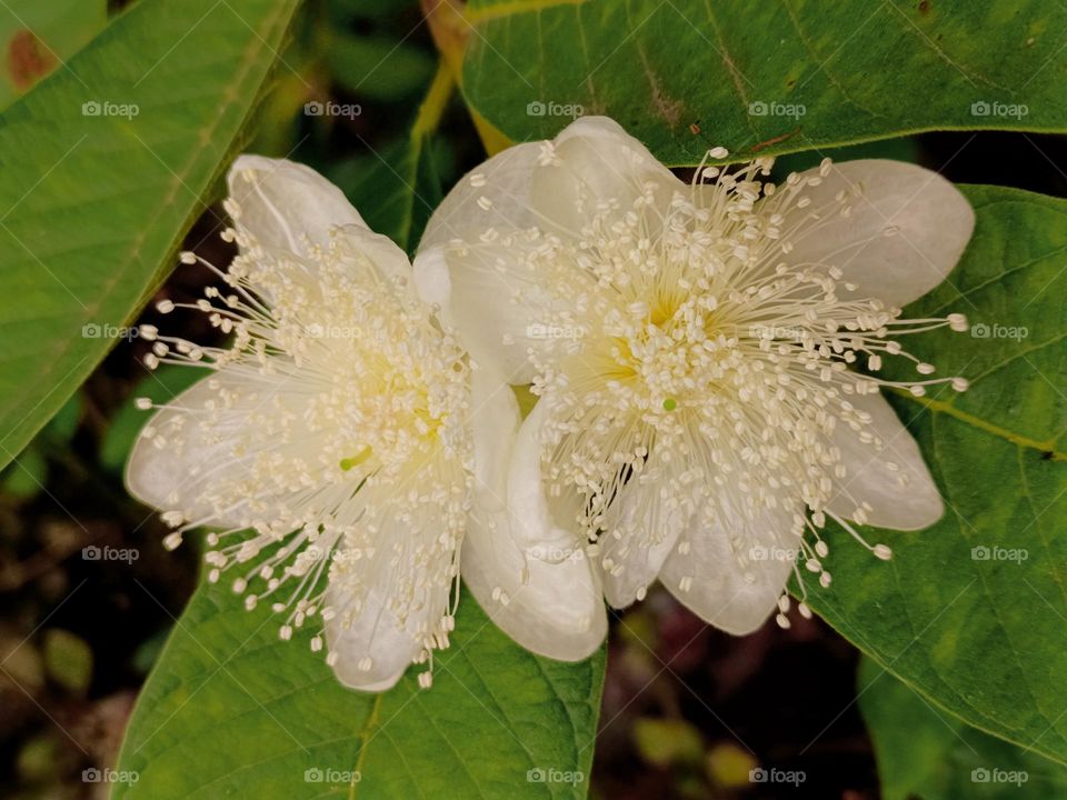 Guava tree blossoms